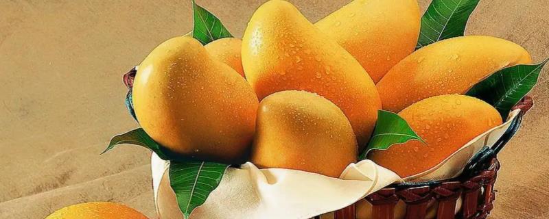 如何盆栽芒果