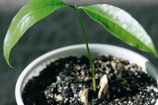 如何盆栽芒果,开花期、果实生长期要提供充足的水分