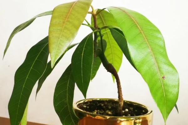 如何盆栽芒果,开花期、果实生长期要提供充足的水分