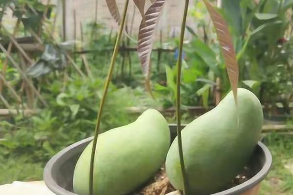 如何盆栽芒果,开花期、果实生长期要提供充足的水分