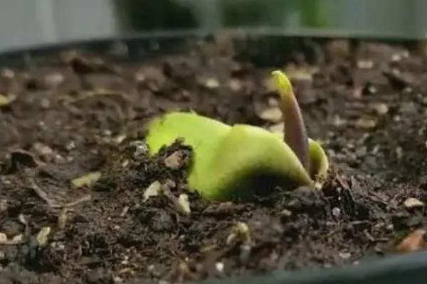 如何盆栽芒果,开花期、果实生长期要提供充足的水分