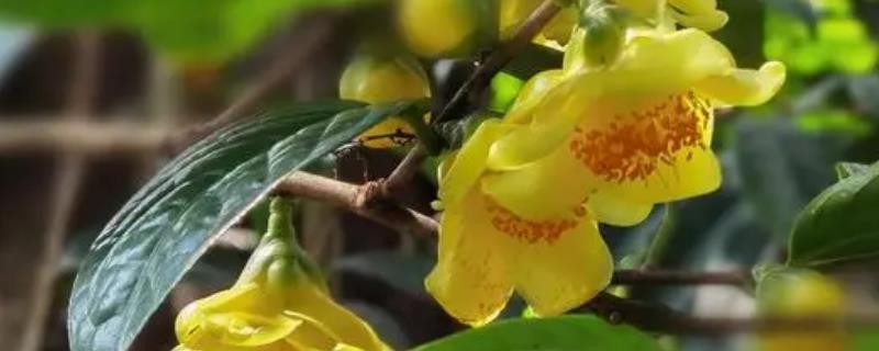 金花茶的繁殖技术