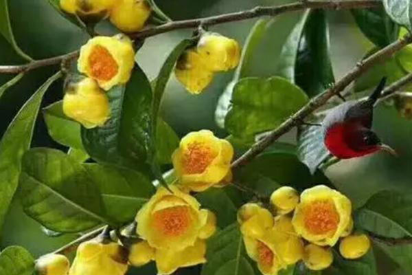 金花茶的繁殖技术,可播种、扦插或嫁接繁殖