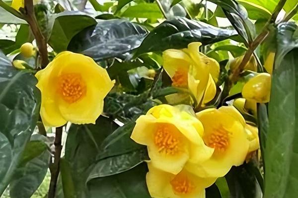 金花茶的繁殖技术,可播种、扦插或嫁接繁殖