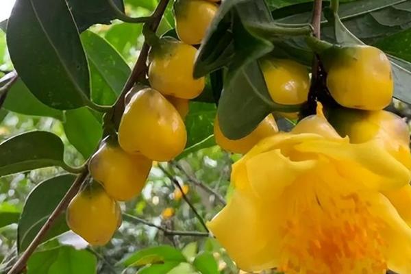 金花茶的繁殖技术,可播种、扦插或嫁接繁殖