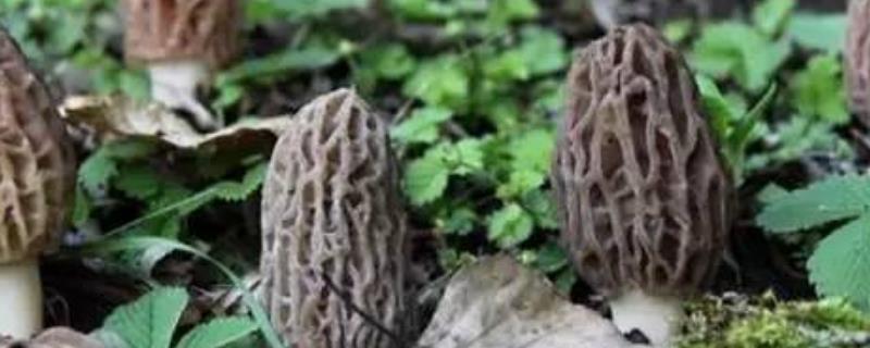 羊肚菌栽培配方