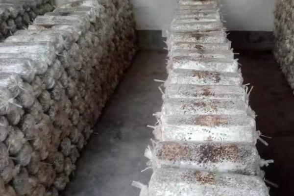 羊肚菌栽培配方,常用材料包括栎木屑、棉籽壳、麦麸等物质