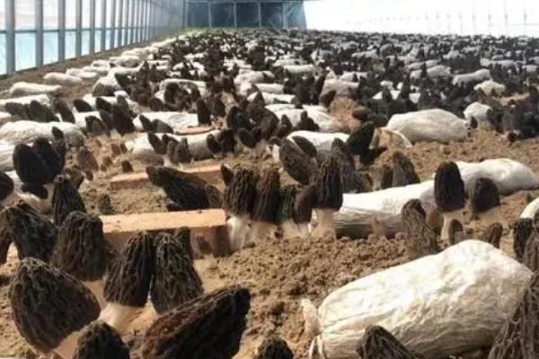 羊肚菌栽培配方,常用材料包括栎木屑、棉籽壳、麦麸等物质