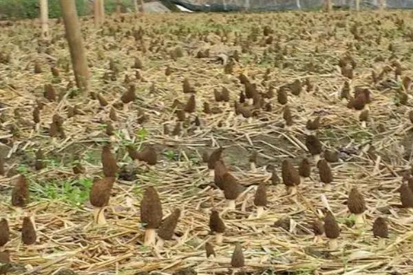 羊肚菌栽培配方,常用材料包括栎木屑、棉籽壳、麦麸等物质