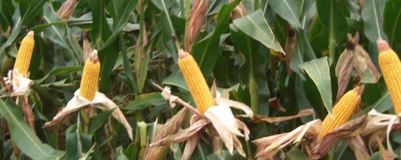 怎么避免玉米种子受冻