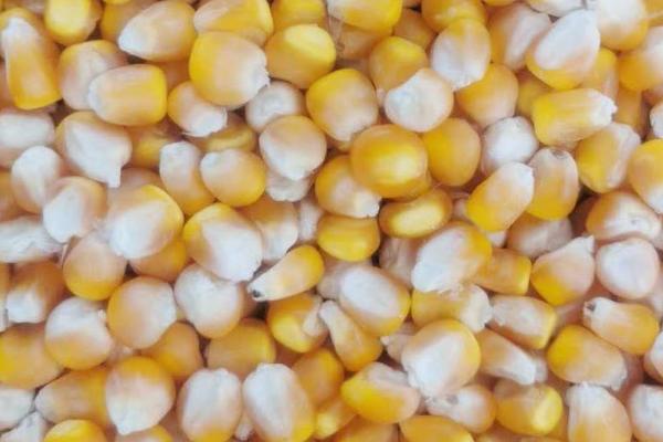 怎么避免玉米种子受冻,干燥后可入仓保存