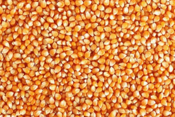 怎么避免玉米种子受冻,干燥后可入仓保存