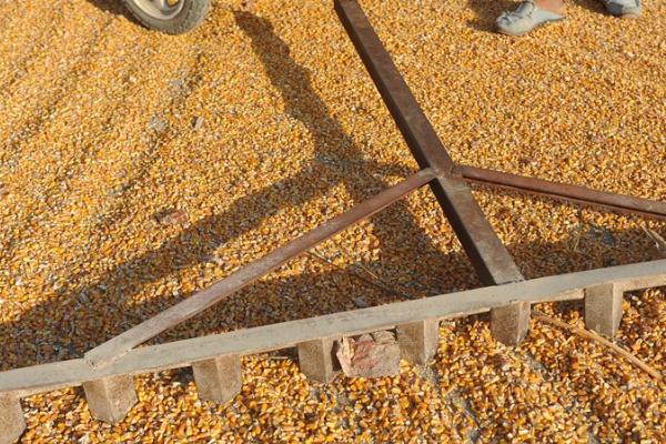 怎么避免玉米种子受冻,干燥后可入仓保存