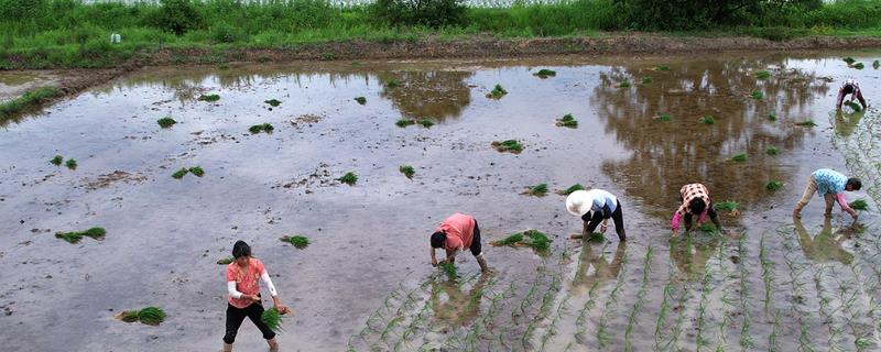 南方农民要插秧、北方农民要割麦是什么节气