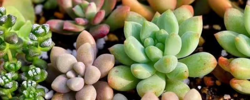 多肉植物如何养殖