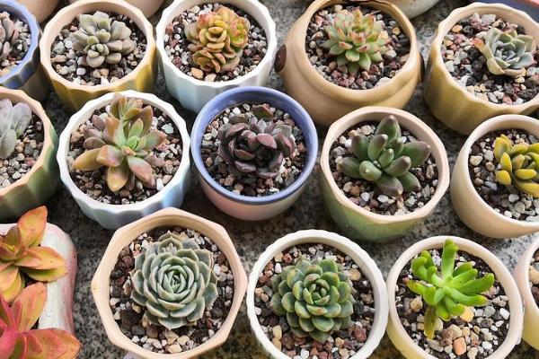 多肉植物如何养殖,选择透气、疏松、排水良好的土壤
