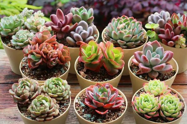 多肉植物如何养殖,选择透气、疏松、排水良好的土壤