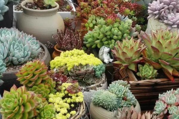 多肉植物如何养殖,选择透气、疏松、排水良好的土壤