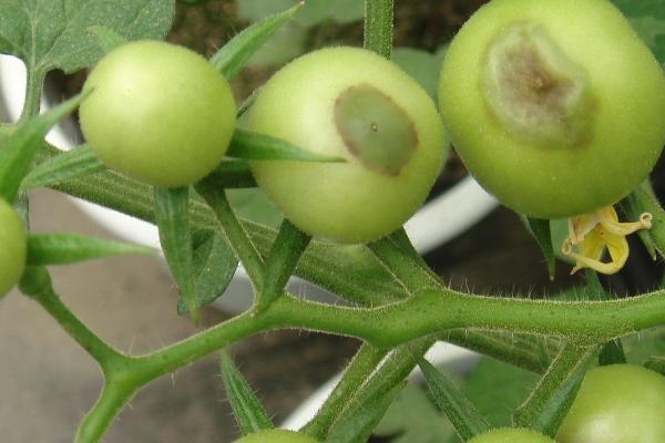 西红柿脐腐病,在西红柿幼果期开始发病