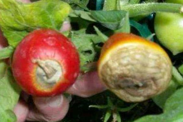 西红柿脐腐病,在西红柿幼果期开始发病