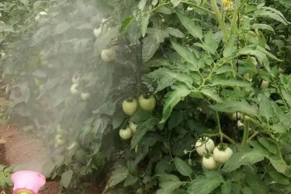 西红柿脐腐病,在西红柿幼果期开始发病