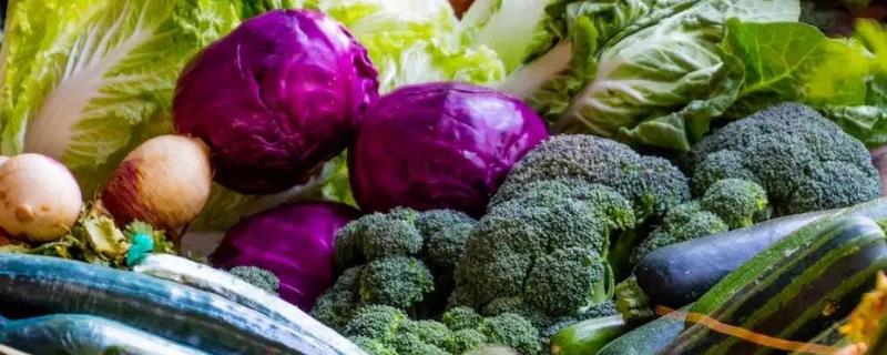 茄果蔬菜管理技巧