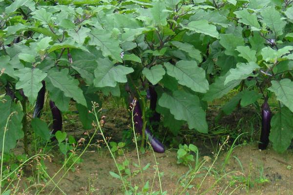 茄果蔬菜管理技巧,这5个方面缺一不可
