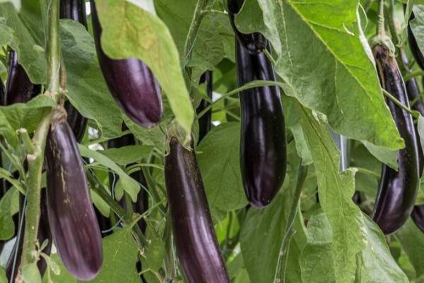 茄果蔬菜管理技巧,这5个方面缺一不可