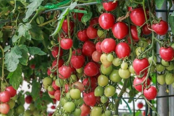 茄果蔬菜管理技巧,这5个方面缺一不可