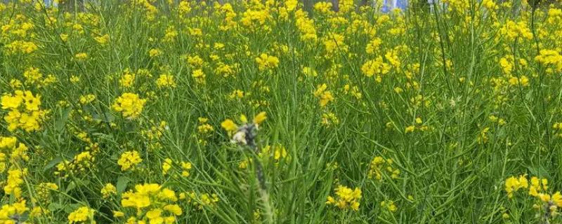 油菜蚜虫的发生规律