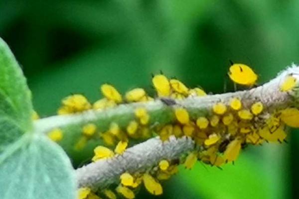 油菜蚜虫的发生规律,主要有萝卜蚜和桃蚜两种