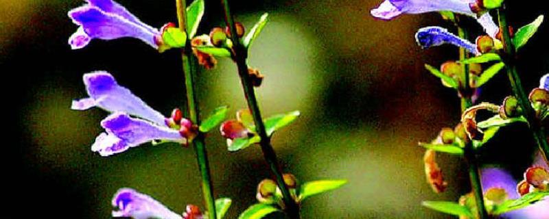 半枝莲怎么繁殖