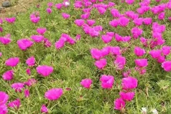 半枝莲怎么繁殖,可采用播种、扦插等方式