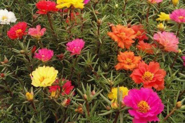 半枝莲怎么繁殖,可采用播种、扦插等方式