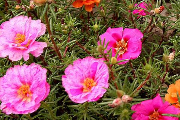 半枝莲怎么繁殖,可采用播种、扦插等方式