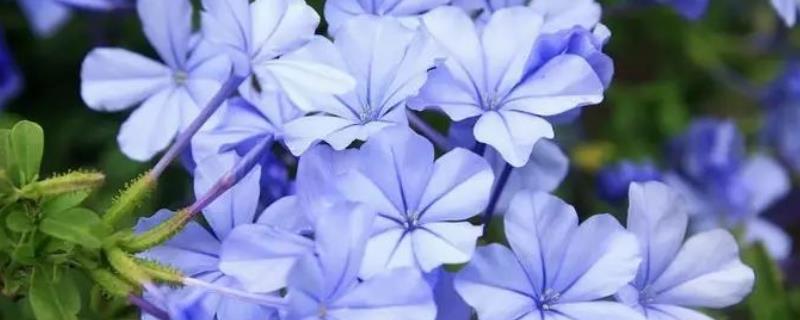 蓝雪花是否要打顶