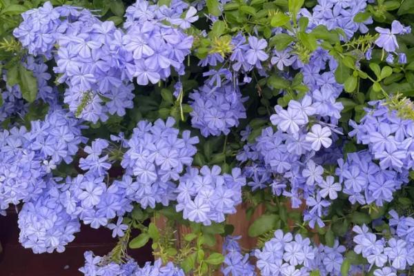 蓝雪花是否要打顶,春季旺盛生长时需要打顶