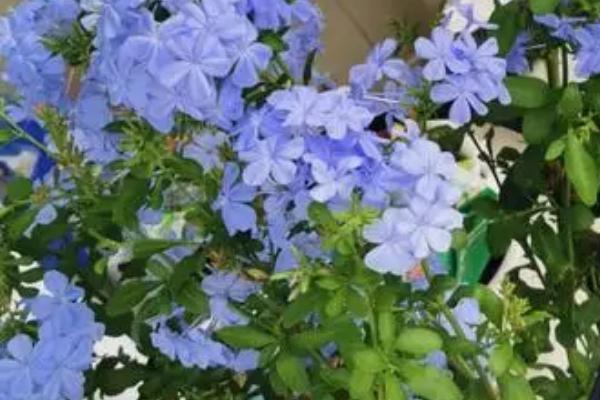 蓝雪花是否要打顶,春季旺盛生长时需要打顶