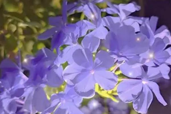 蓝雪花是否要打顶,春季旺盛生长时需要打顶