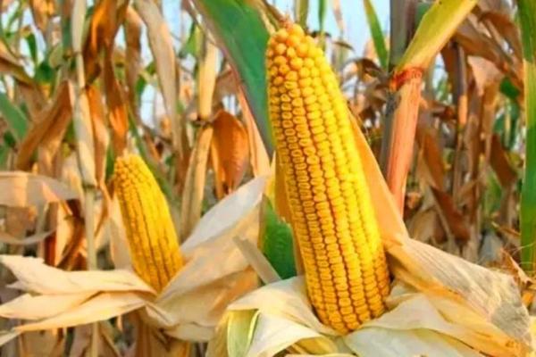 安玉707玉米种子介绍,适宜密度4500株/亩