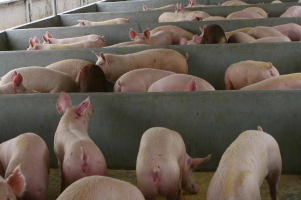 大猪不吃食没精神躺着怎么办,可增加运动量或使用药剂