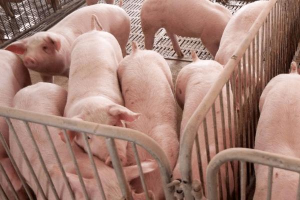 大猪不吃食没精神躺着怎么办,可增加运动量或使用药剂