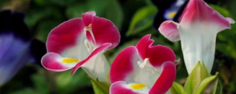 夏堇的花期有多长