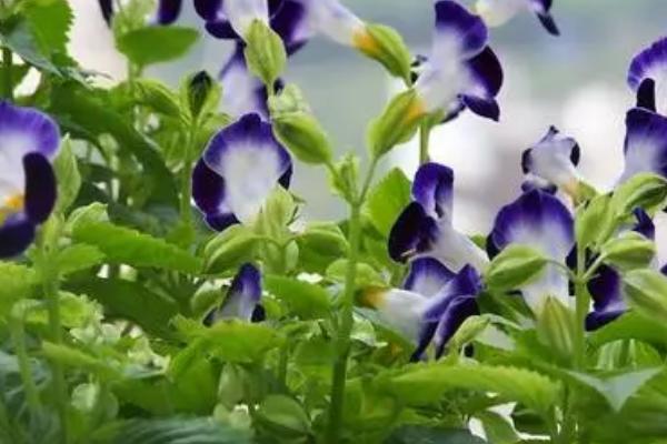 夏堇的花期有多长，一般为3-4个月