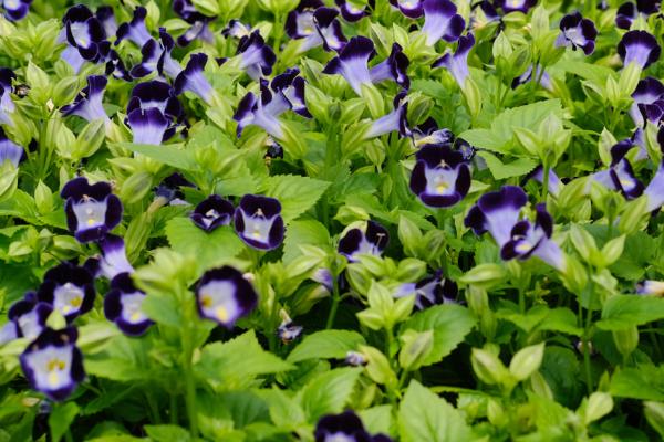 夏堇的花期有多长，一般为3-4个月