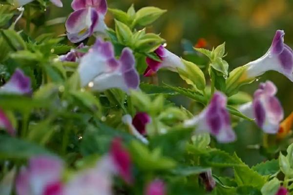 夏堇的花期有多长，一般为3-4个月