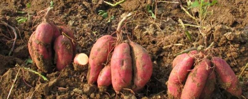 甘薯平窖怎么建造以及贮藏