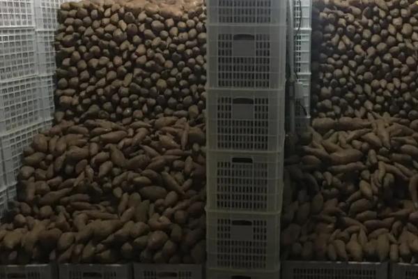 甘薯平窖怎么建造以及贮藏,可在地势较高、土层深厚坚实的地方开挖长方体平窖