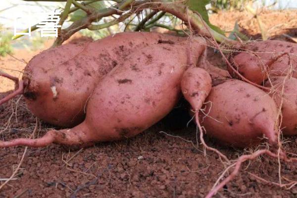 甘薯平窖怎么建造以及贮藏,可在地势较高、土层深厚坚实的地方开挖长方体平窖