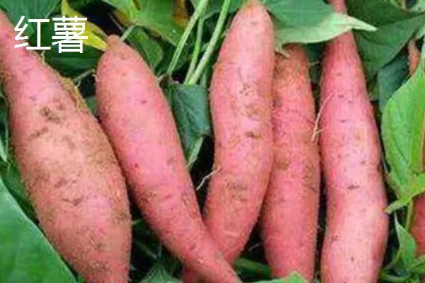 甘薯平窖怎么建造以及贮藏,可在地势较高、土层深厚坚实的地方开挖长方体平窖